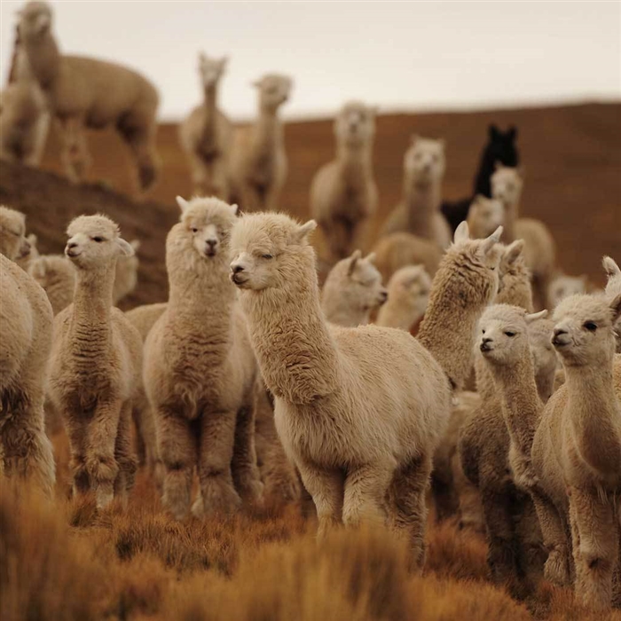 Llama dryer store balls